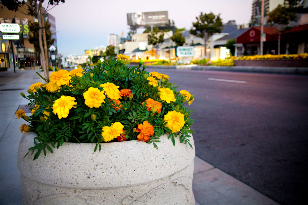 Sunset Strip Beautification